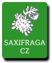 Saxifraga cz